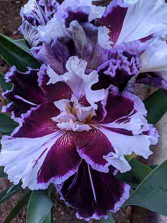 Ирисы: карликовые и высокорослые бородатые Донецк