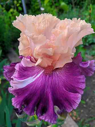 Ирисы: карликовые и высокорослые бородатые Донецк