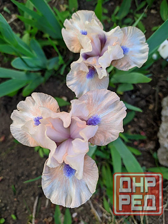 Ирисы: карликовые и высокорослые бородатые Донецк - изображение 3