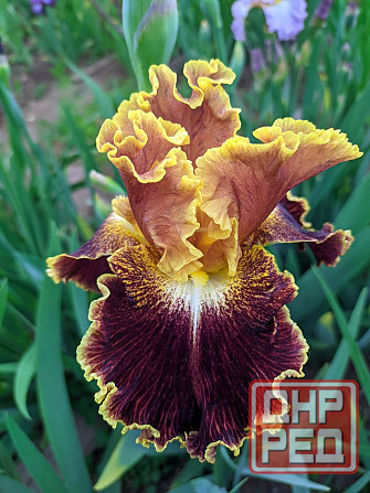 Ирисы: карликовые и высокорослые бородатые Донецк - изображение 7