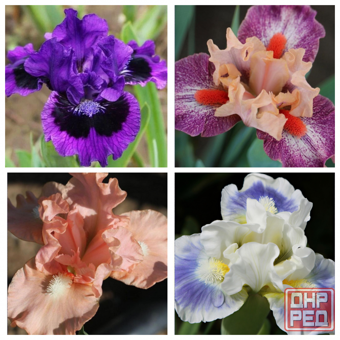 Ирисы: карликовые и высокорослые бородатые Донецк - изображение 1