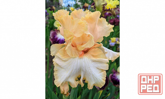 Ирисы: карликовые и высокорослые бородатые Донецк - изображение 8