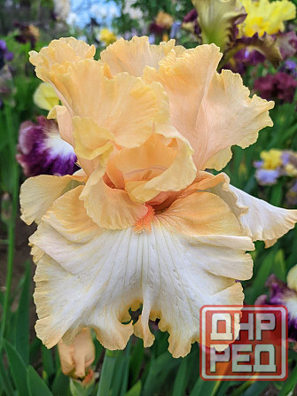 Ирисы: карликовые и высокорослые бородатые Донецк - изображение 6