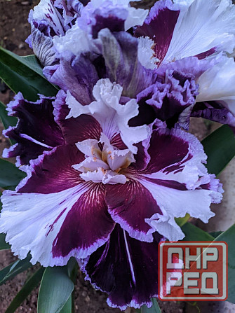 Ирисы: карликовые и высокорослые бородатые Донецк - изображение 4