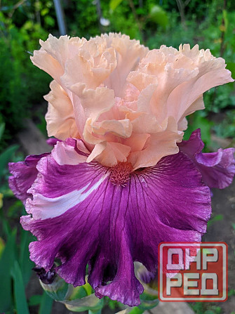 Ирисы: карликовые и высокорослые бородатые Донецк - изображение 5