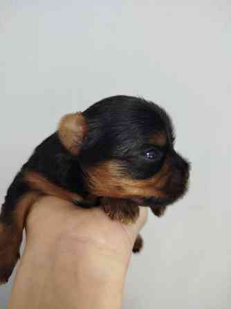 Йорк терьера Донецк