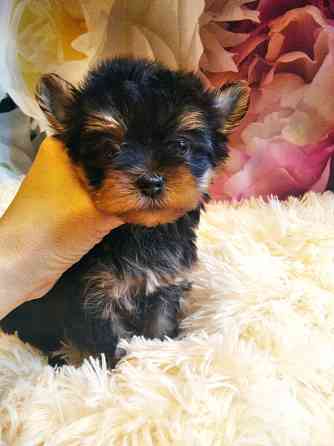 Йорк терьера Донецк