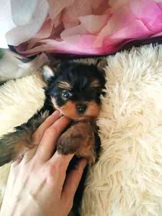 Йорк терьера Донецк