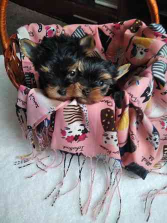 Йорк терьера Донецк