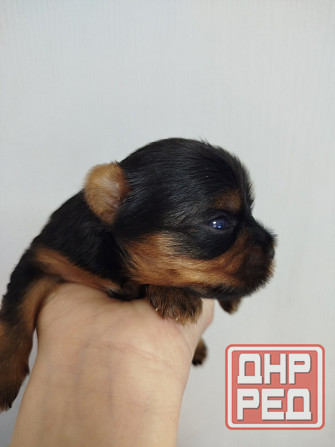 Йорк терьера Донецк - изображение 1