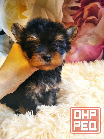 Йорк терьера Донецк - изображение 2