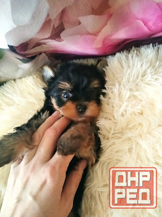 Йорк терьера Донецк - изображение 3