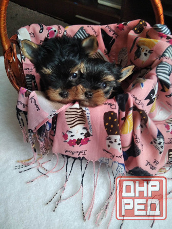 Йорк терьера Донецк - изображение 4