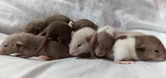 Крысята Дамбо . Мальчики и девочки Донецк