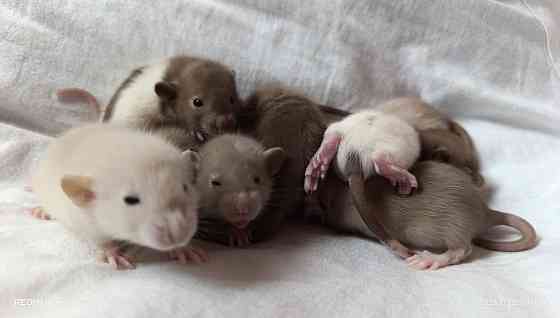 Крысята Дамбо . Мальчики и девочки Донецк