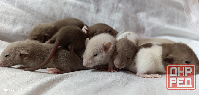 Крысята Дамбо . Мальчики и девочки Донецк - изображение 1