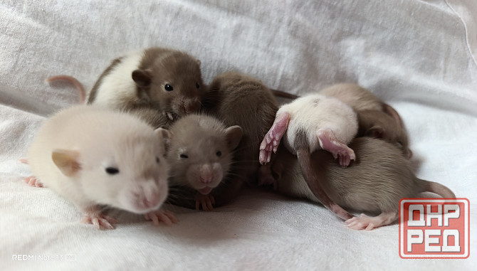 Крысята Дамбо . Мальчики и девочки Донецк - изображение 2