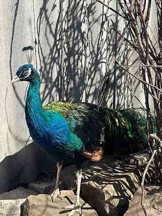 Павлины самцы Макеевка