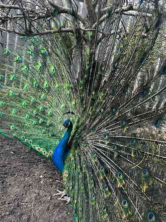 Павлины самцы Макеевка