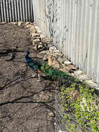 Павлины самцы Макеевка