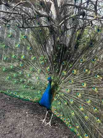 Павлины самцы Макеевка