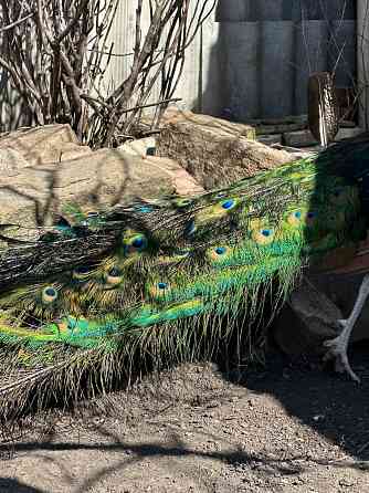 Павлины самцы Макеевка
