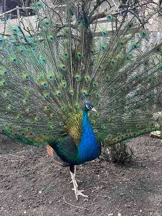 Павлины самцы Макеевка