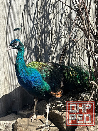 Павлины самцы Макеевка - изображение 2