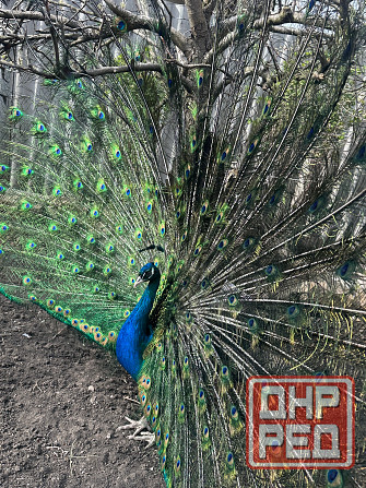 Павлины самцы Макеевка - изображение 1