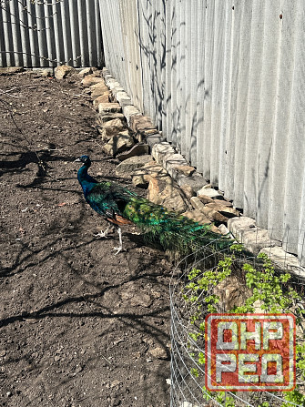Павлины самцы Макеевка - изображение 3