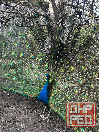 Павлины самцы Макеевка - изображение 5