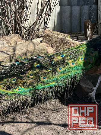 Павлины самцы Макеевка - изображение 4