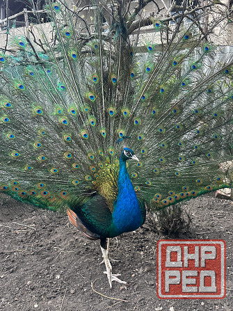 Павлины самцы Макеевка - изображение 6
