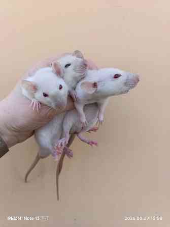 Дамбо мальчики. Сиамские Макеевка