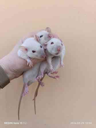 Дамбо мальчики. Сиамские Макеевка