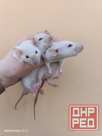 Дамбо мальчики. Сиамские Макеевка - изображение 1