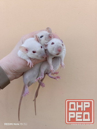 Дамбо мальчики. Сиамские Макеевка - изображение 2