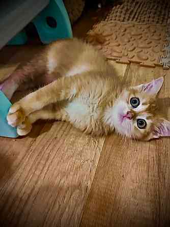 Золотая шиншилла Донецк