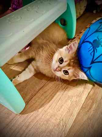 Золотая шиншилла Донецк