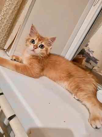 Золотая шиншилла Донецк