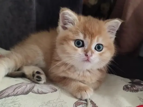 Золотая шиншилла Донецк