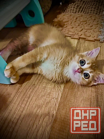 Золотая шиншилла Донецк - изображение 3