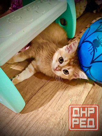 Золотая шиншилла Донецк - изображение 2