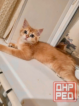 Золотая шиншилла Донецк - изображение 4