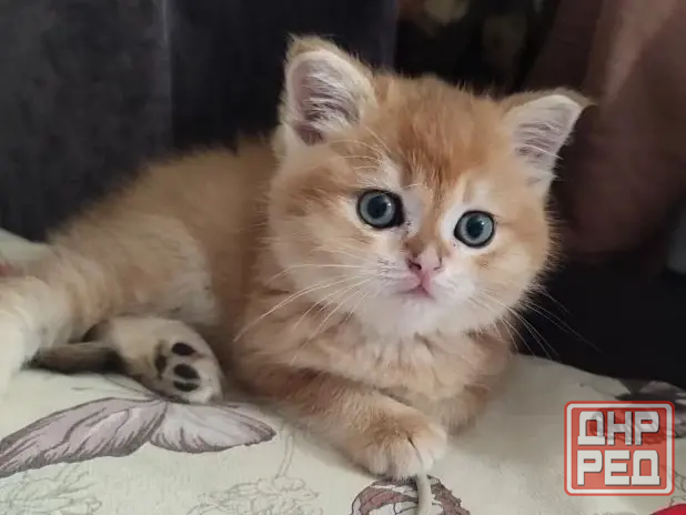 Золотая шиншилла Донецк - изображение 1