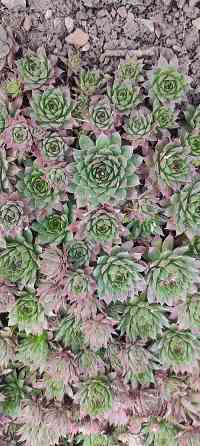 Молодило 3 сорта, очиток Донецк