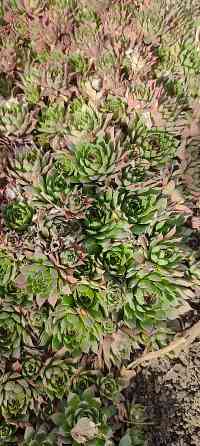 Молодило 3 сорта, очиток Донецк