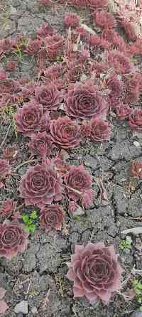 Молодило 3 сорта, очиток Донецк