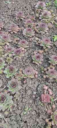 Молодило 3 сорта, очиток Донецк