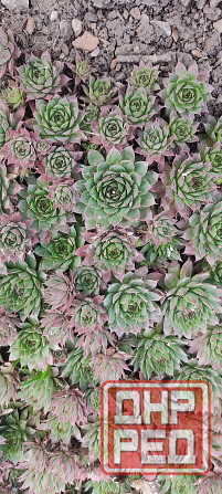 Молодило 3 сорта, очиток Донецк - изображение 2